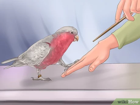como educar a un pajaro Cómo educar a un pájaro