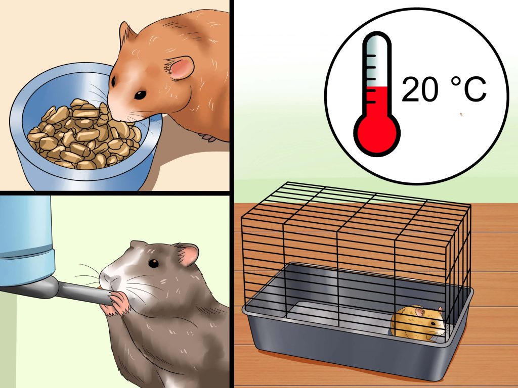 como hacer para que mi hamster no se muera Cómo hacer para que mi hámster no se muera