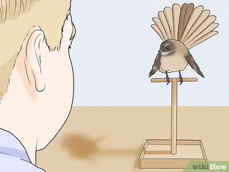 como hacer que tu pajaro te tenga confianza ¿Cómo hacer que tu pájaro te tenga confianza?