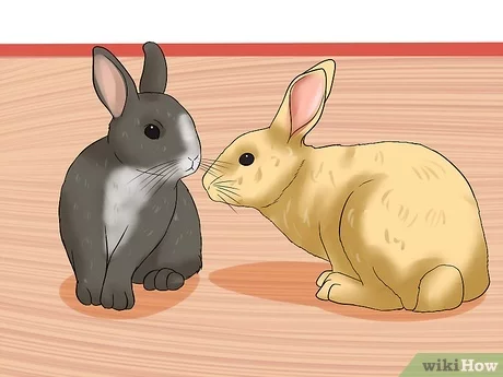 Cómo mantener dos conejos juntos