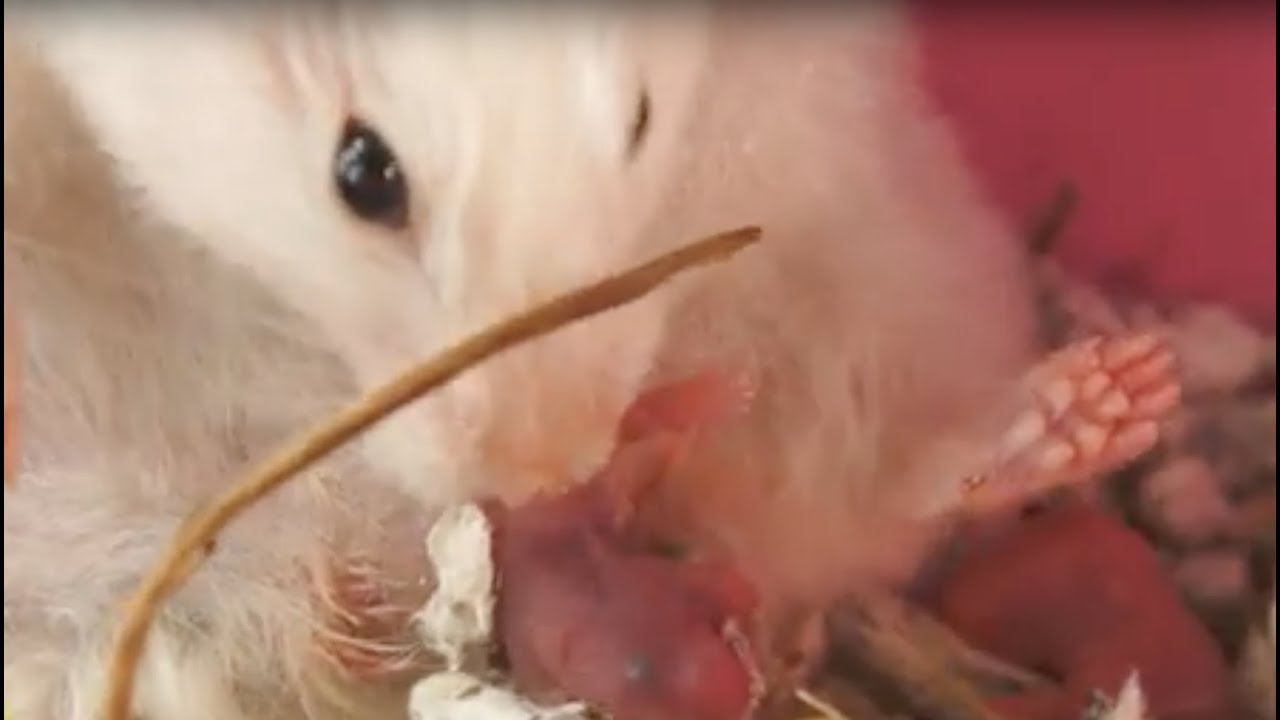 como nace un hamster Cómo nace un hámster