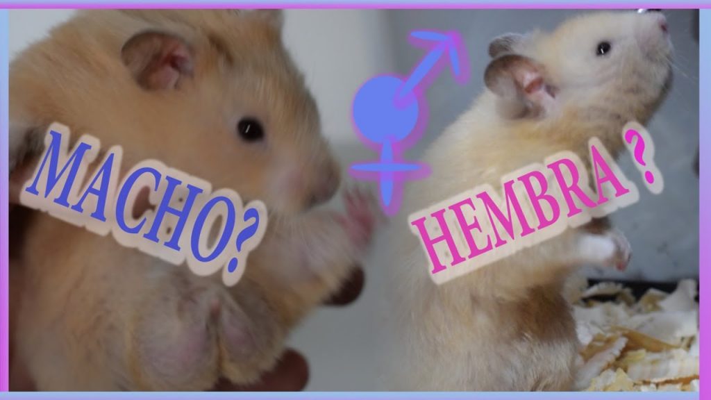 como saber si un hamster es macho o hembra ¿Cómo saber si un Hámster es macho o hembra?
