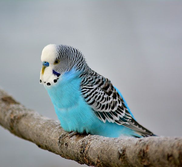 como se llaman los periquitos azules ¿Cómo se llaman los periquitos azules?