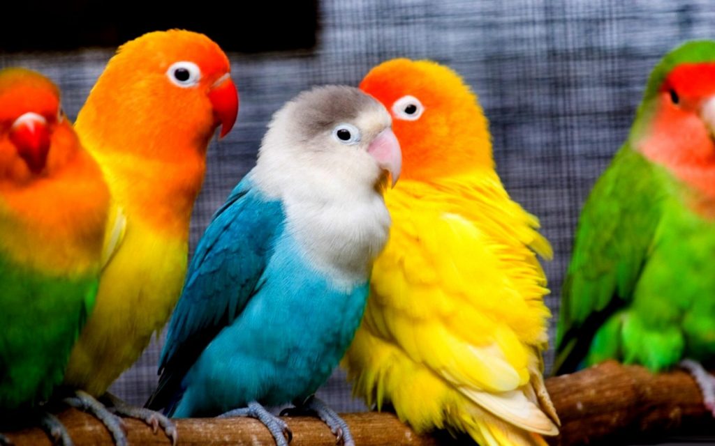 como se llaman los periquitos de colores ¿Cómo se llaman los periquitos de colores?