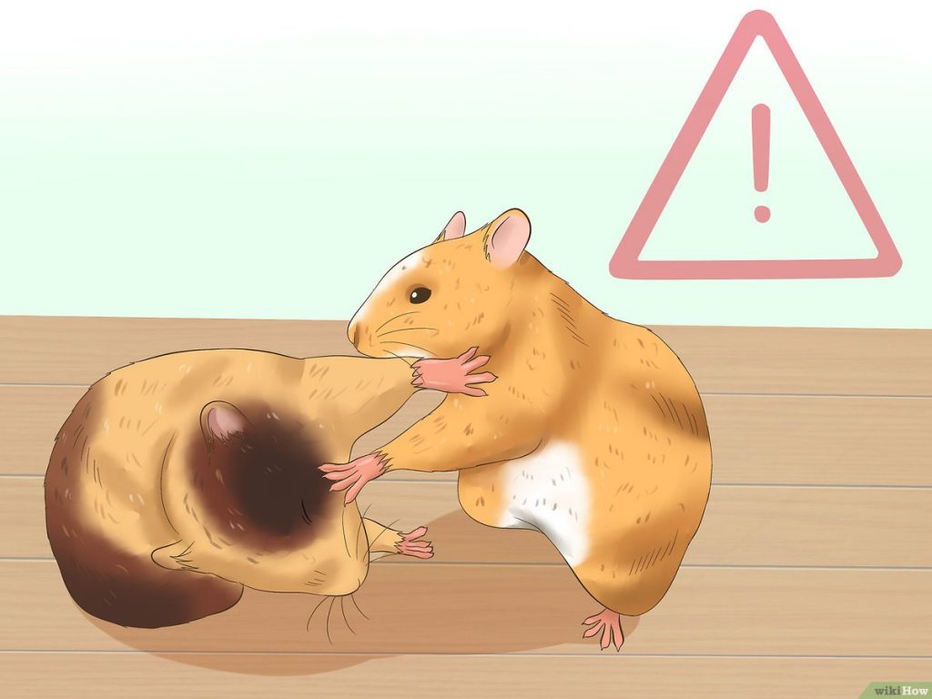 como se puede domesticar a un hamster Cómo se puede domesticar a un hámster