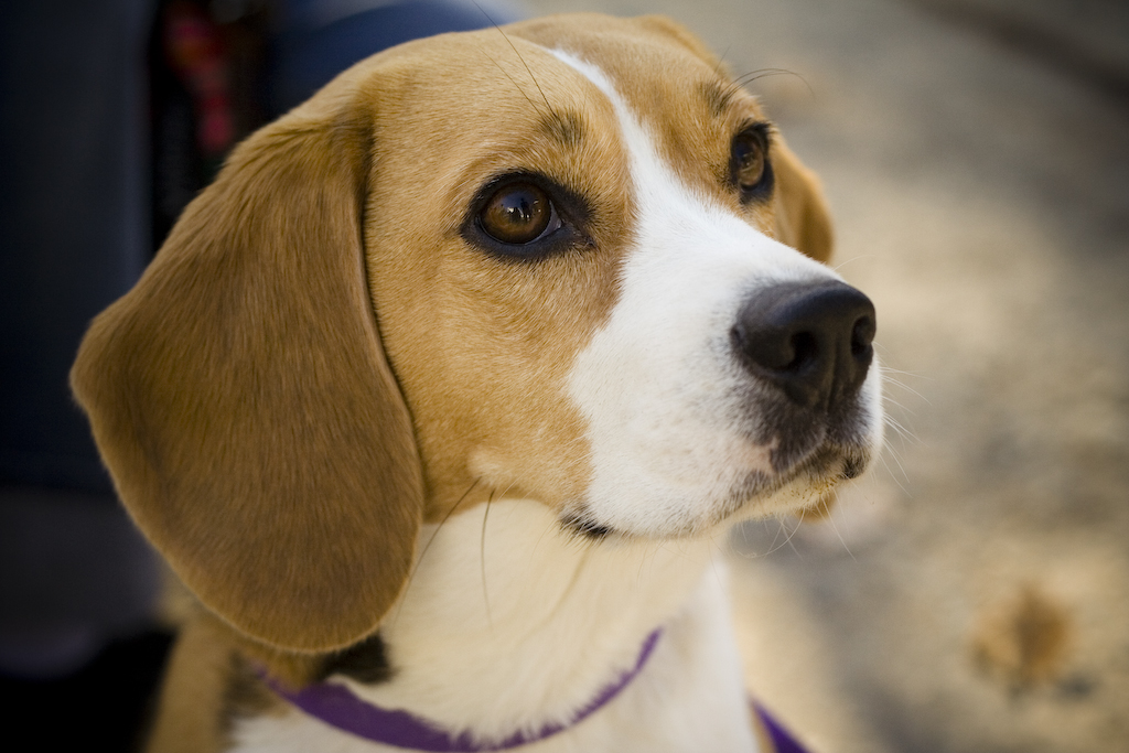 cuando debe ser esterilizada una beagle ¿Cuándo debe ser esterilizada una Beagle?