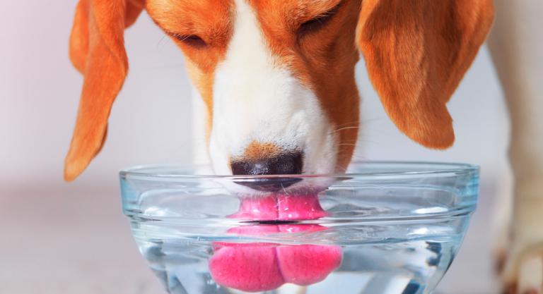 cuanta agua debe beber un cachorro de beagle ¿Cuánta agua debe beber un cachorro de Beagle?