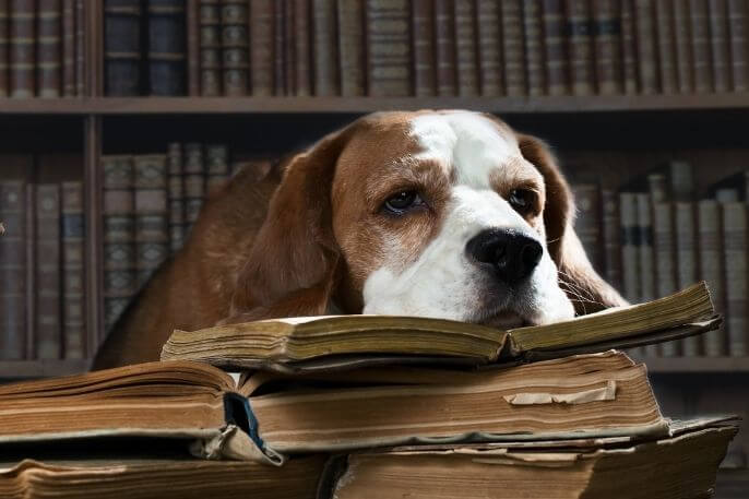 cuanta inteligencia tiene un beagle ¿Cuánta inteligencia tiene un Beagle?