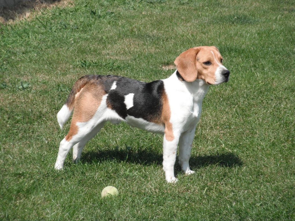 cuanto crece el beagle ¿Cuánto crece el Beagle?