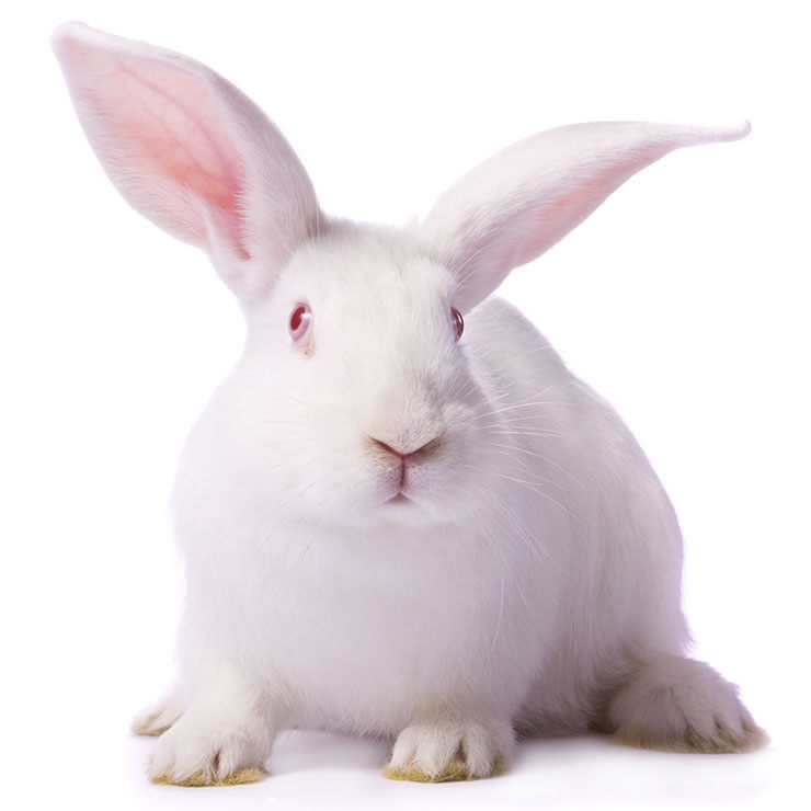 cuanto cuesta un conejo de compania una guia completa Cuánto cuesta un conejo de compañía: Una guía completa