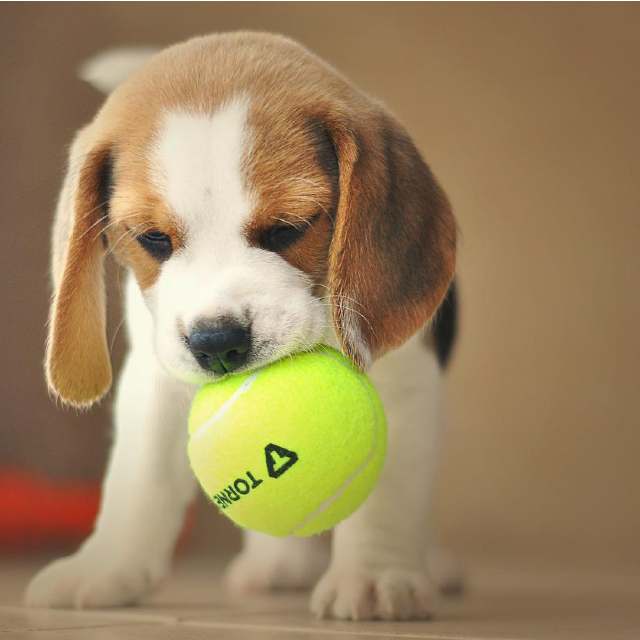 cuanto cuestan los cachorros de beagle ¿Cuánto cuestan los cachorros de Beagle?