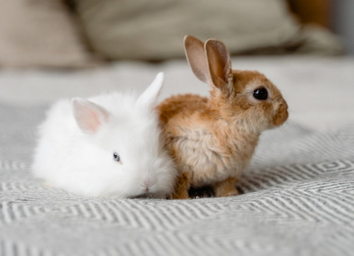 cuanto ejercicio necesitan los conejos al dia ¿Cuánto ejercicio necesitan los conejos al día?