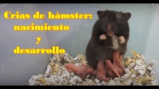 cuanto puede llegar a crecer un hamster Cuánto puede llegar a crecer un hámster