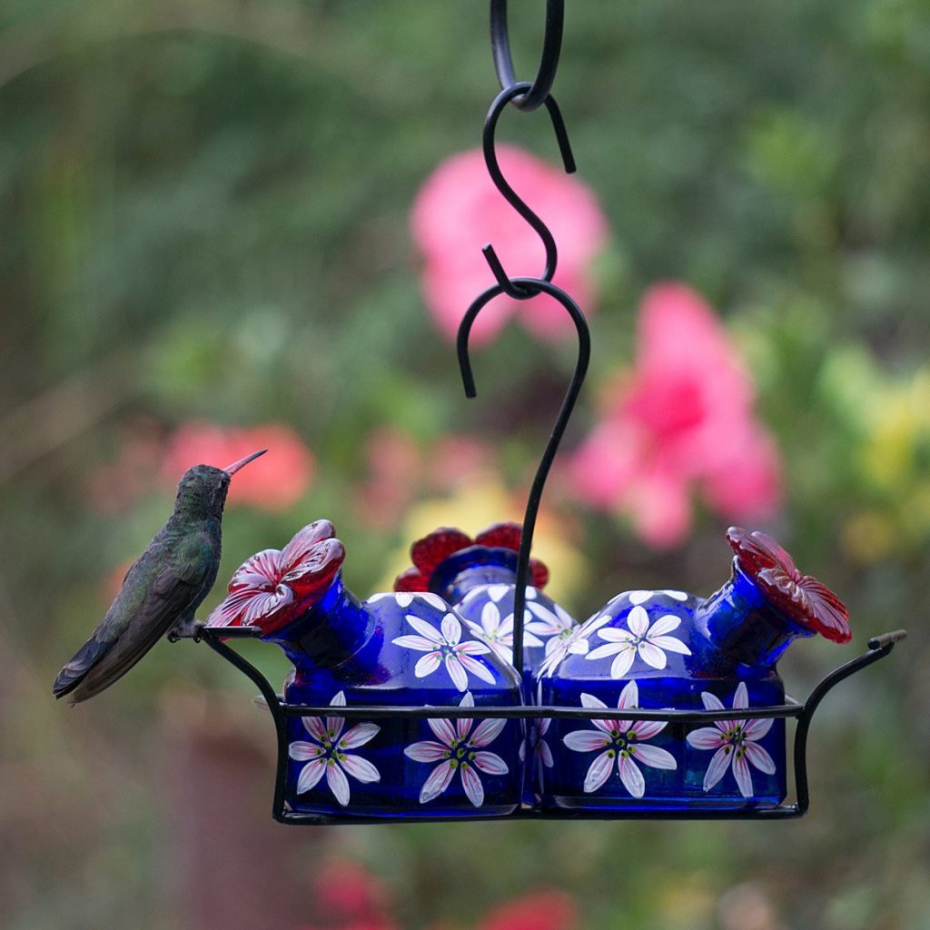 cuantos comederos para colibries deberia tener ¿Cuántos comederos para colibríes debería tener?