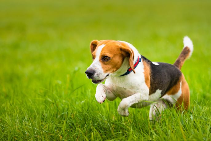 el beagle puede correr largas distancias ¿El Beagle puede correr largas distancias?