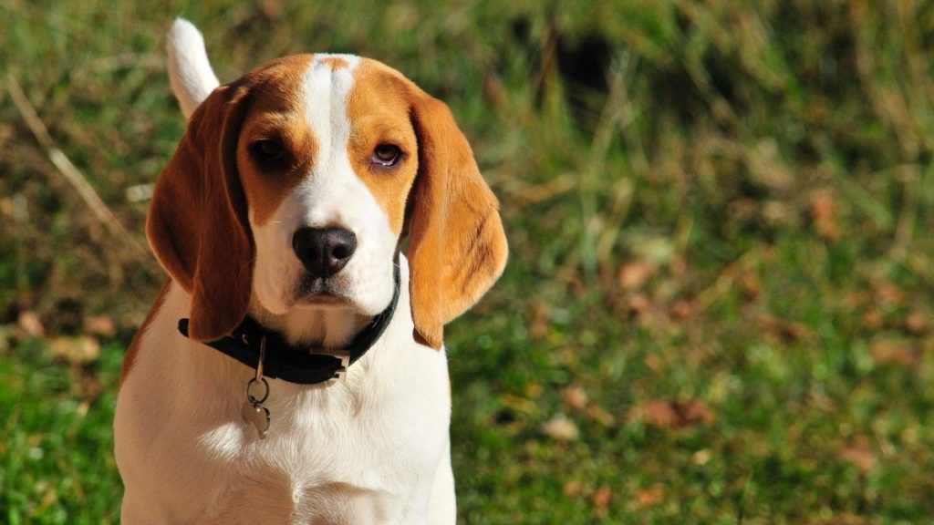 el cachorro de beagle esperanza de vida y temperamento El cachorro de Beagle: Esperanza De Vida Y Temperamento