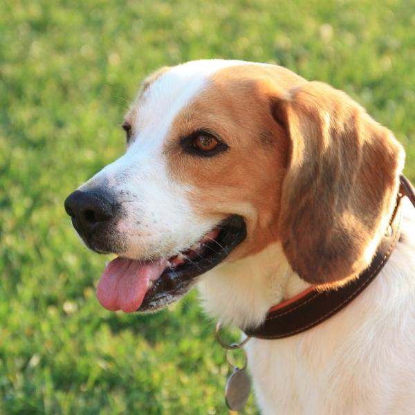 es facil adiestrar a un beagle ¿Es fácil adiestrar a un Beagle?
