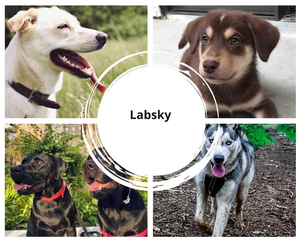 es una buena mezcla de perro el husky y labrador retriever ¿Es una buena mezcla de perro el Husky y Labrador Retriever?