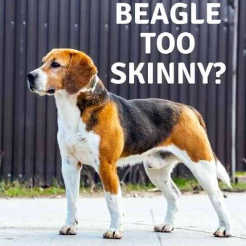 esta mi beagle demasiado delgado ¿Está mi Beagle demasiado delgado?