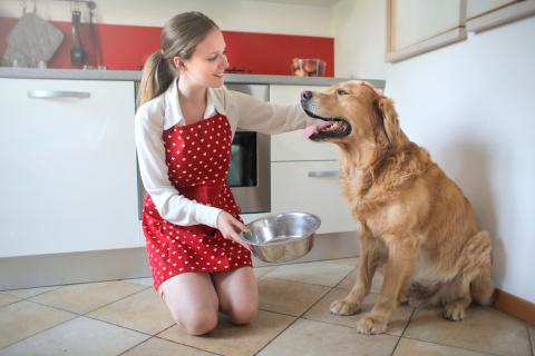 las necesidades nutricionales de un perro mayor Las necesidades nutricionales de un perro mayor