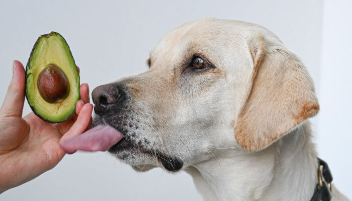 los perros pueden comer aguacate efectos secundarios del aguacate para los perros ¿Los perros pueden comer aguacate? Efectos secundarios del aguacate para los perros