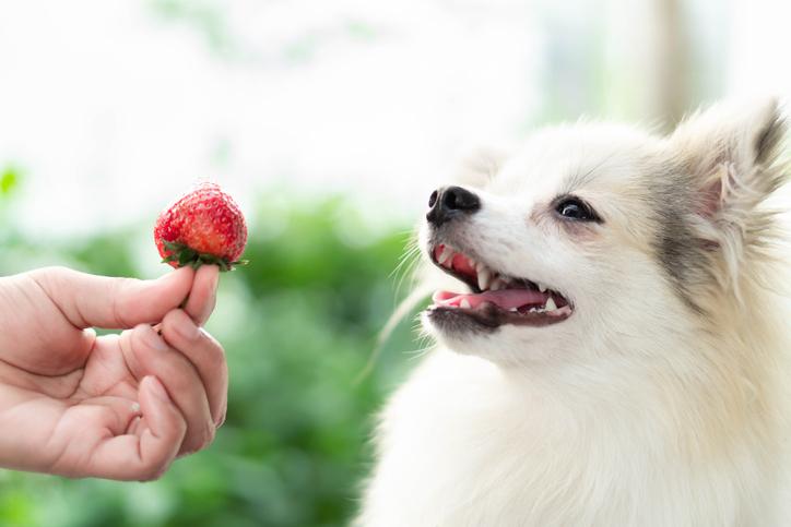 los perros pueden comer fresas ¿Los perros pueden comer fresas?