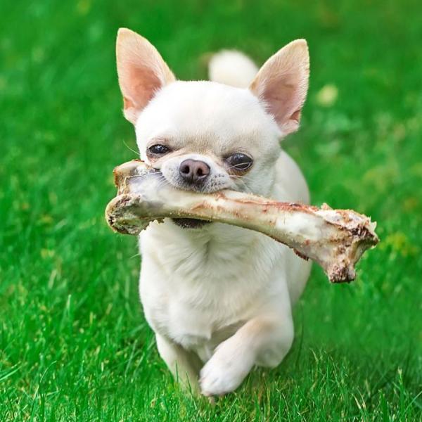 los perros pueden comer huesos de pollo crudos ¿Los perros pueden comer huesos de pollo crudos?