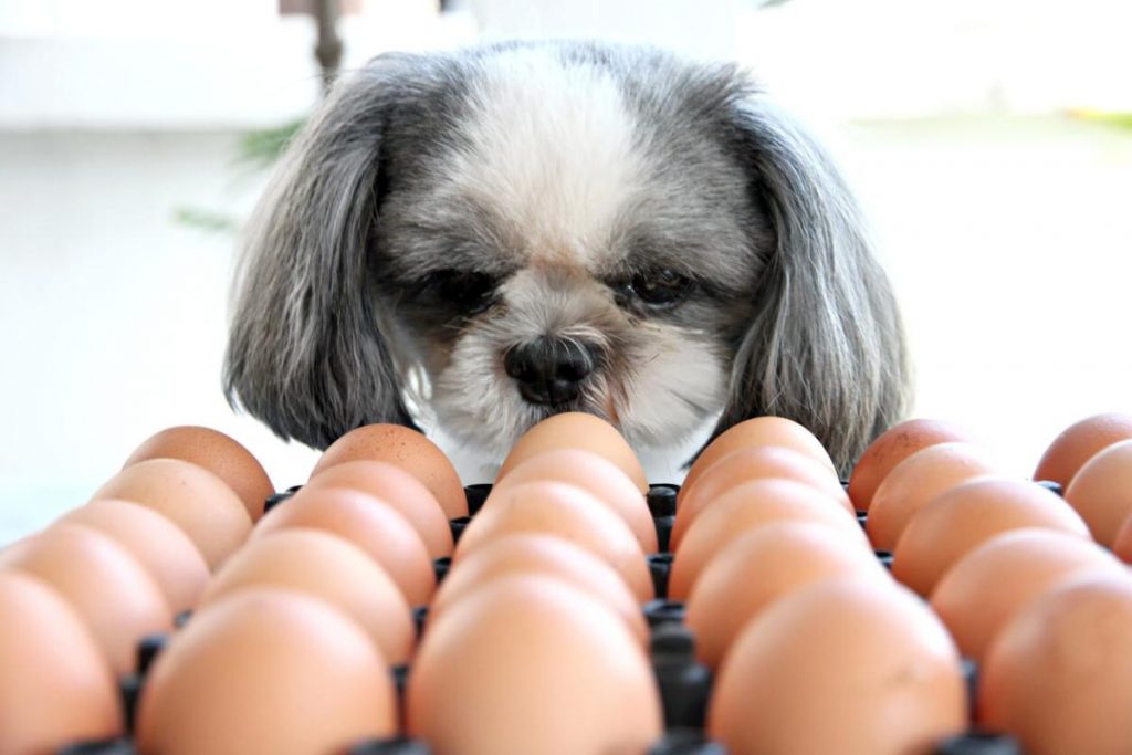 los perros pueden comer huevo es bueno para ellos ¿Los perros pueden comer huevo? ¿Es bueno para ellos?