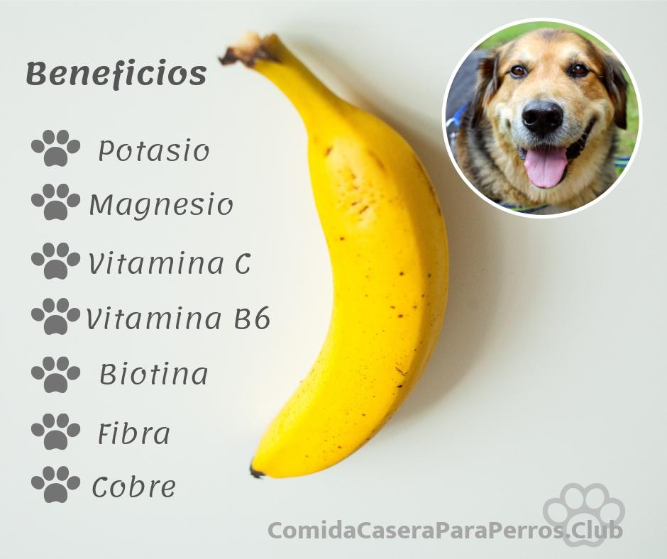 los perros pueden comer platano beneficios y recetas ¿Los perros pueden comer plátano? Beneficios y Recetas