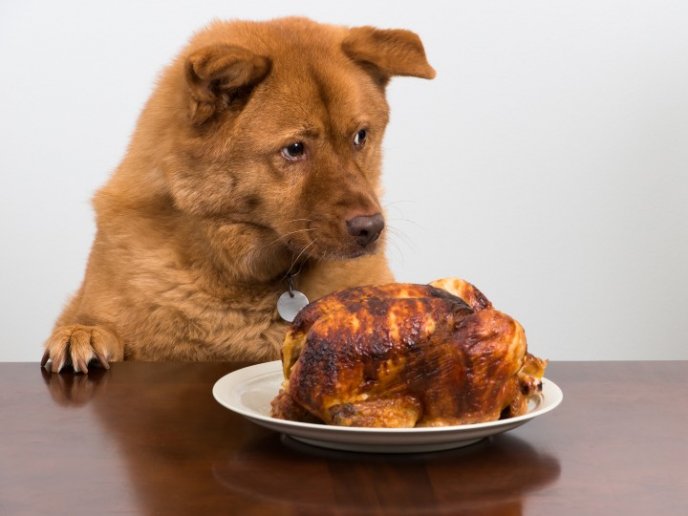 los perros pueden comer pollo asado y cocido ¿Los perros pueden comer pollo asado y cocido?