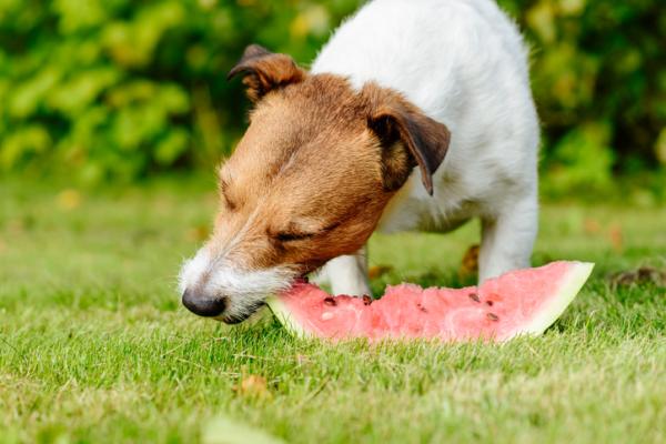 los perros pueden comer sandia ¿Los perros pueden comer sandía?