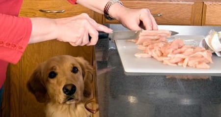 los perros pueden comer sardinas de lata ¿Los perros pueden comer sardinas de lata?
