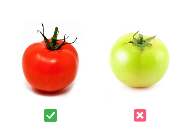 los perros pueden comer tomate es bueno o malo para ellos ¿Los perros pueden comer tomate? ¿Es bueno o malo para ellos?