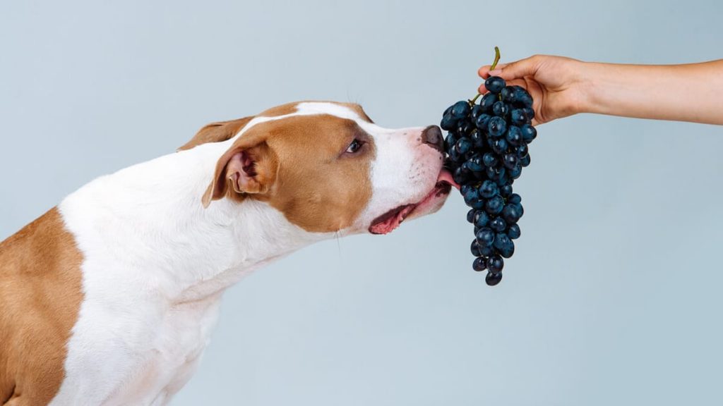 los perros pueden comer uvas los mejores consejos ¿Los perros pueden comer uvas? Los mejores consejos