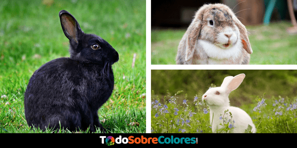 por que cambia de color el pelaje de los conejos ¿Por qué cambia de color el pelaje de los conejos?