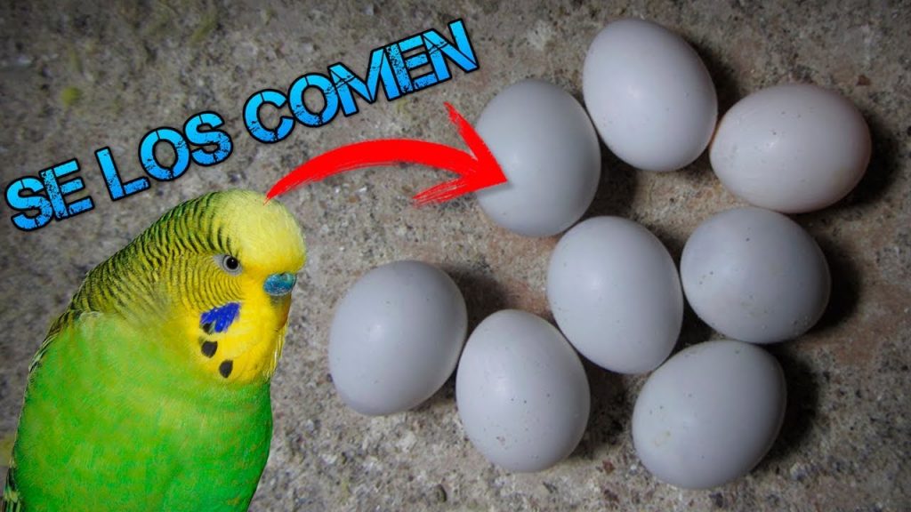 por que los periquitos comen sus huevos ¿Por qué los periquitos comen sus huevos?