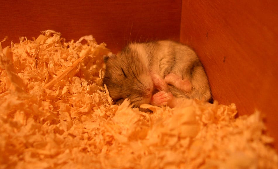 por que mi hamster duerme todo el dia Por qué mi hámster duerme todo el día