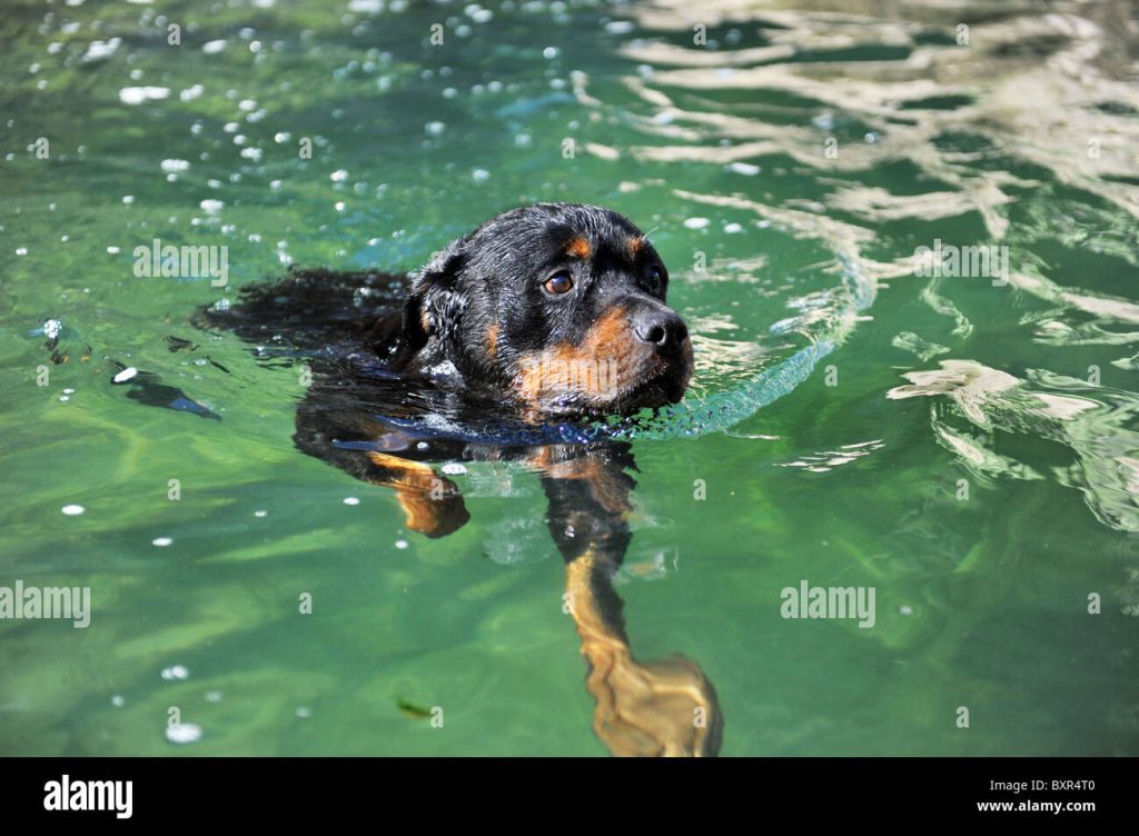 puede nadar el rottweiler ¿Puede nadar el Rottweiler?