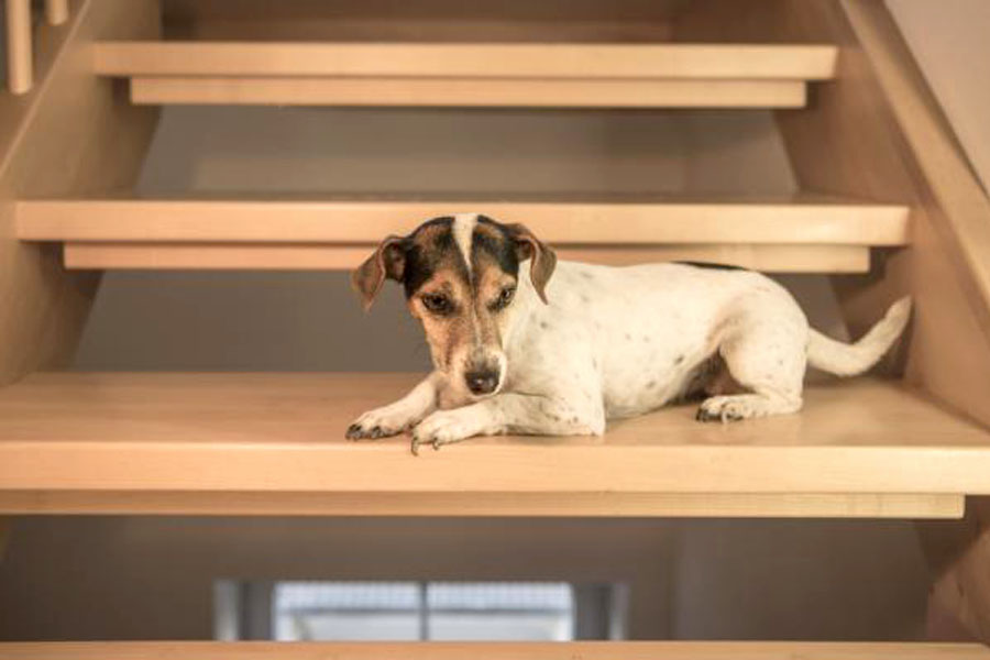 puede un beagle subir escaleras ¿Puede un Beagle subir escaleras?