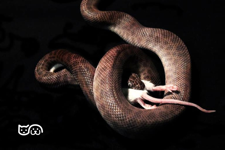 pueden las serpientes domesticas comer huevos ¿Pueden las serpientes domésticas comer huevos?