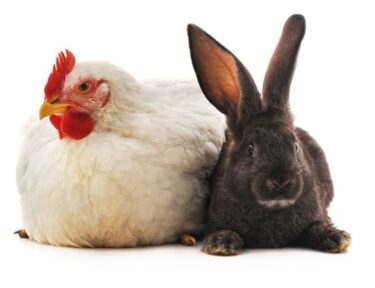 ¿Pueden los conejos y las gallinas compartir una conejera?