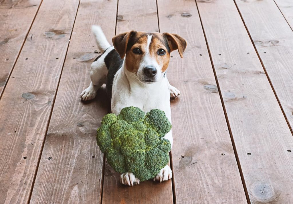 pueden los perros comer brocoli ¿Pueden los perros comer brócoli?
