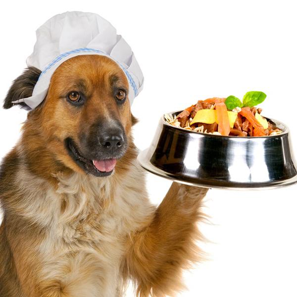 pueden los perros comer verduras ¿Pueden los perros comer verduras?