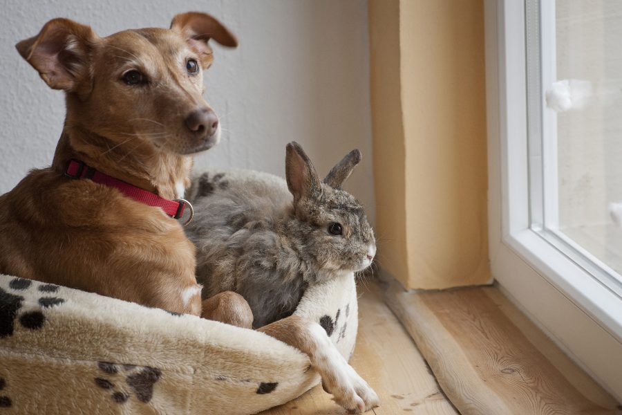 ¿Pueden vivir juntos los conejos y los perros?