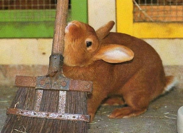 ¿Qué es el comportamiento de montar en los conejos?