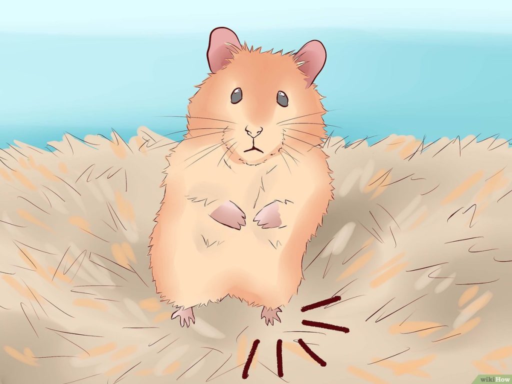 que significa cuando un hamster se para en dos patas Qué significa cuando un hámster se para en dos patas