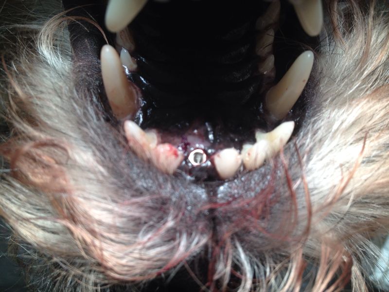 se pueden poner implantes dentales a los perros ¿Se pueden poner implantes dentales a los perros?