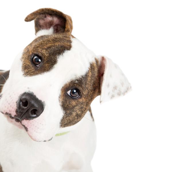 sindrome vestibular en perros como ayudar a tu perro Síndrome vestibular en perros - Cómo ayudar a tu perro