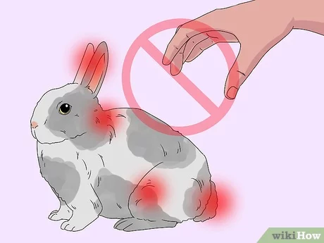 sostener y transportar un conejo de manera segura Sostener y transportar un conejo de manera segura