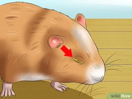 como curar los ojos de un hamster Cómo curar los ojos de un hámster